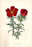 Joseph Paxton Antique Botanical Print 1834 Portulaca