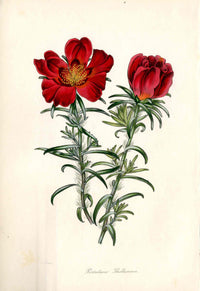 Joseph Paxton Antique Botanical Print 1834 Portulaca