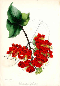 Joseph Paxton Antique Botanical Print 1834 Clerodendrum