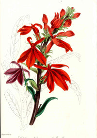 Joseph Paxton Antique Botanical Print 1834 Lobelia cardinalis