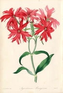 Joseph Paxton Antique Botanical Print 1834 Agrostemma