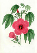 Joseph Paxton Antique Botanical Print 1834 Hibiscus Lindlei