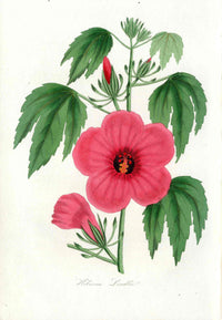 Joseph Paxton Antique Botanical Print 1834 Hibiscus Lindlei