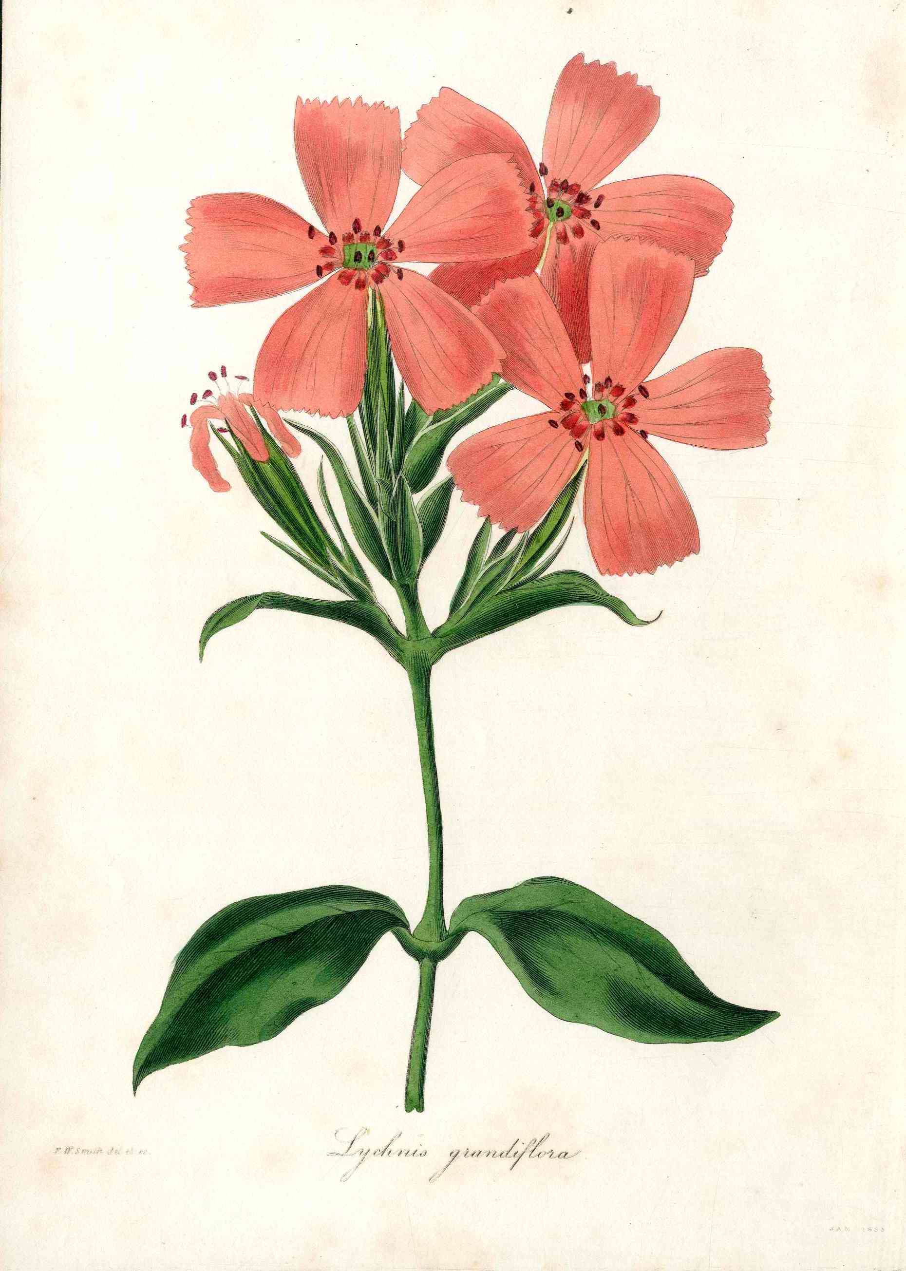 Joseph Paxton Antique Botanical Print 1834 Lychnis Grandiflora