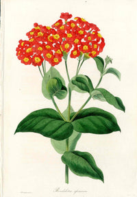 Joseph Paxton Antique Botanical Print 1834 Panama Rose