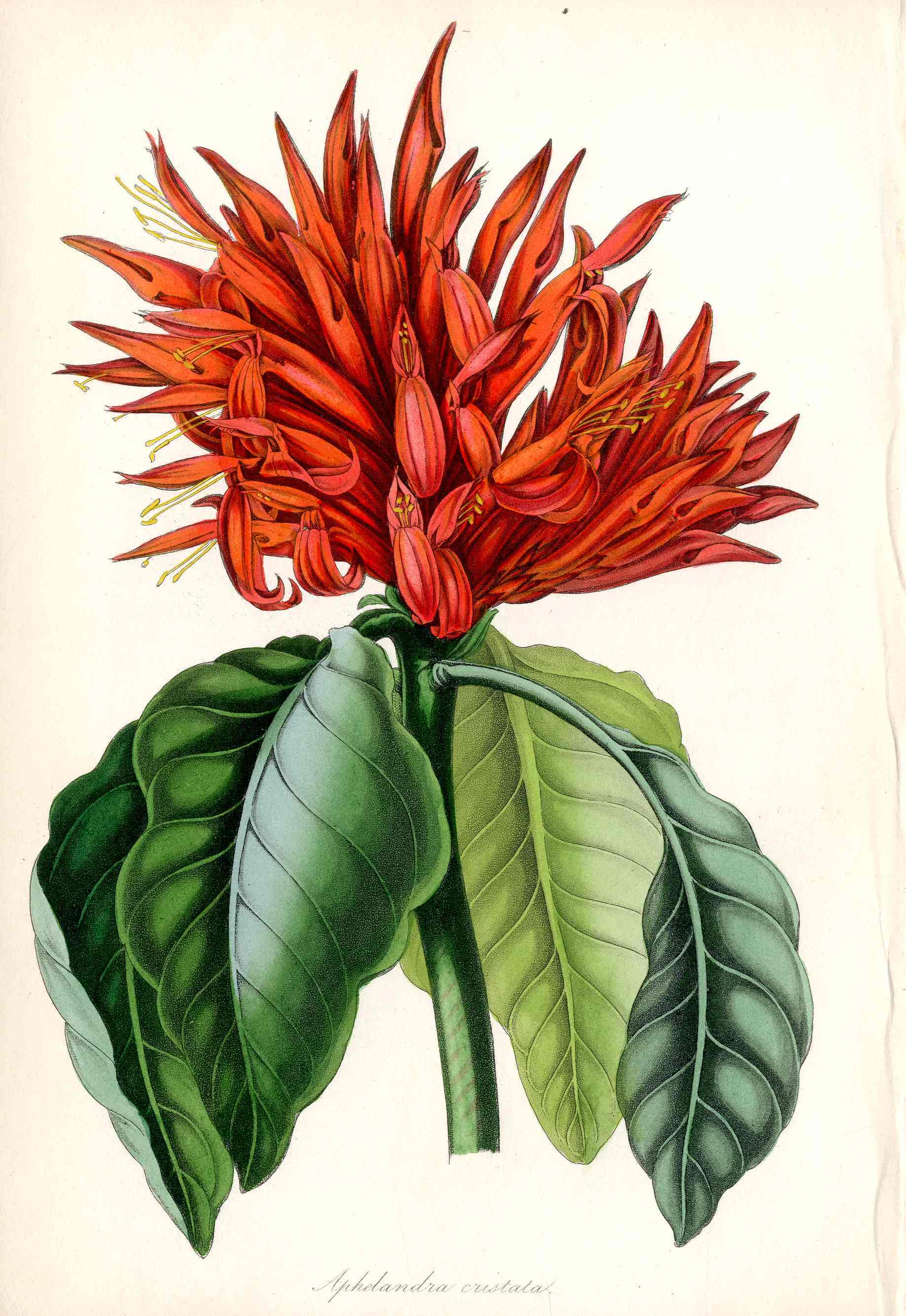 Joseph Paxton Antique Botanical Print 1834 Red Aphelandra