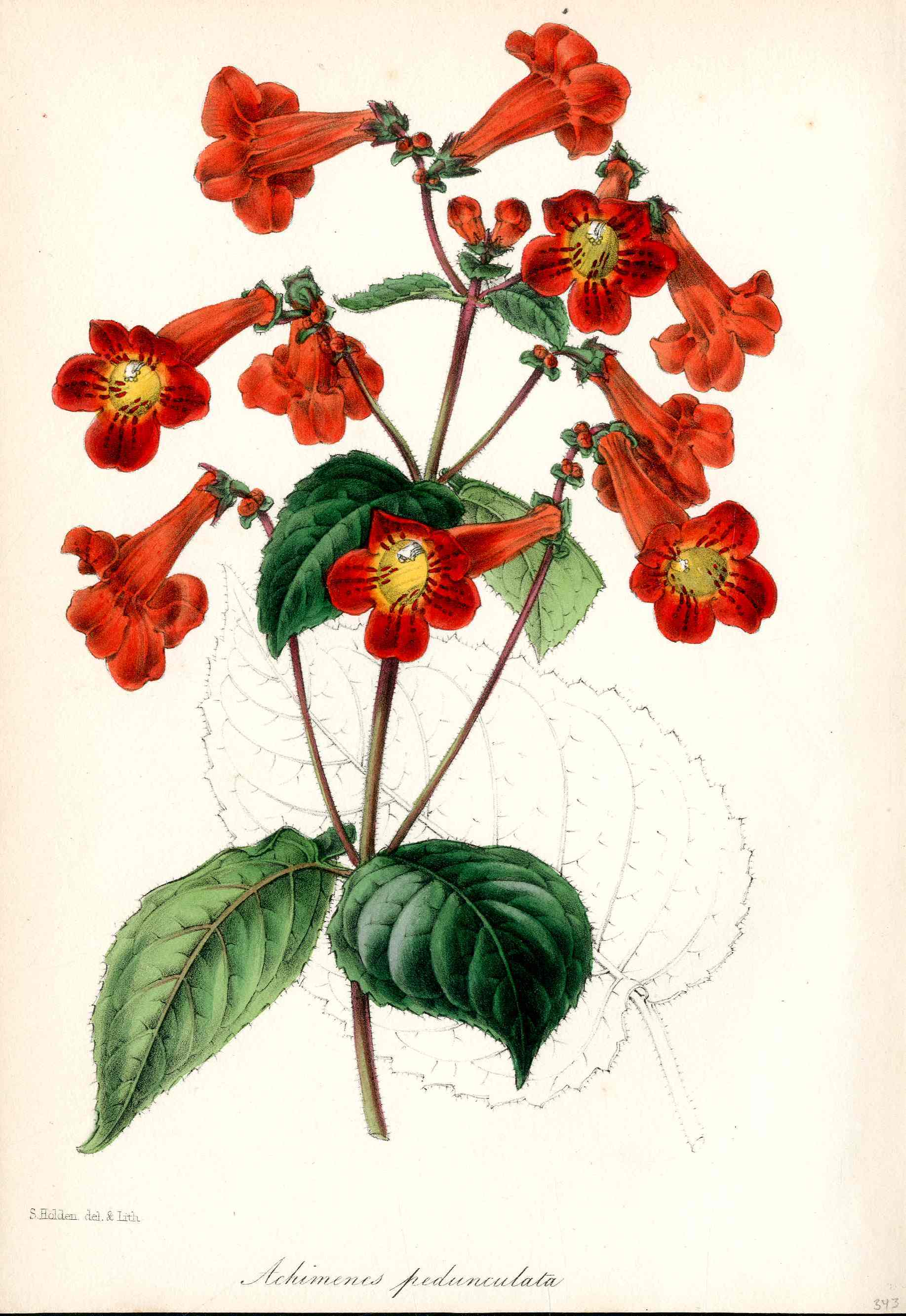 Joseph Paxton Antique Botanical Print 1834 Cupid's Bower