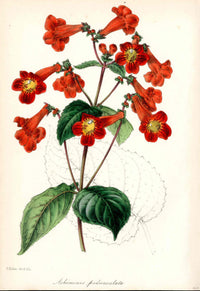 Joseph Paxton Antique Botanical Print 1834 Cupid's Bower