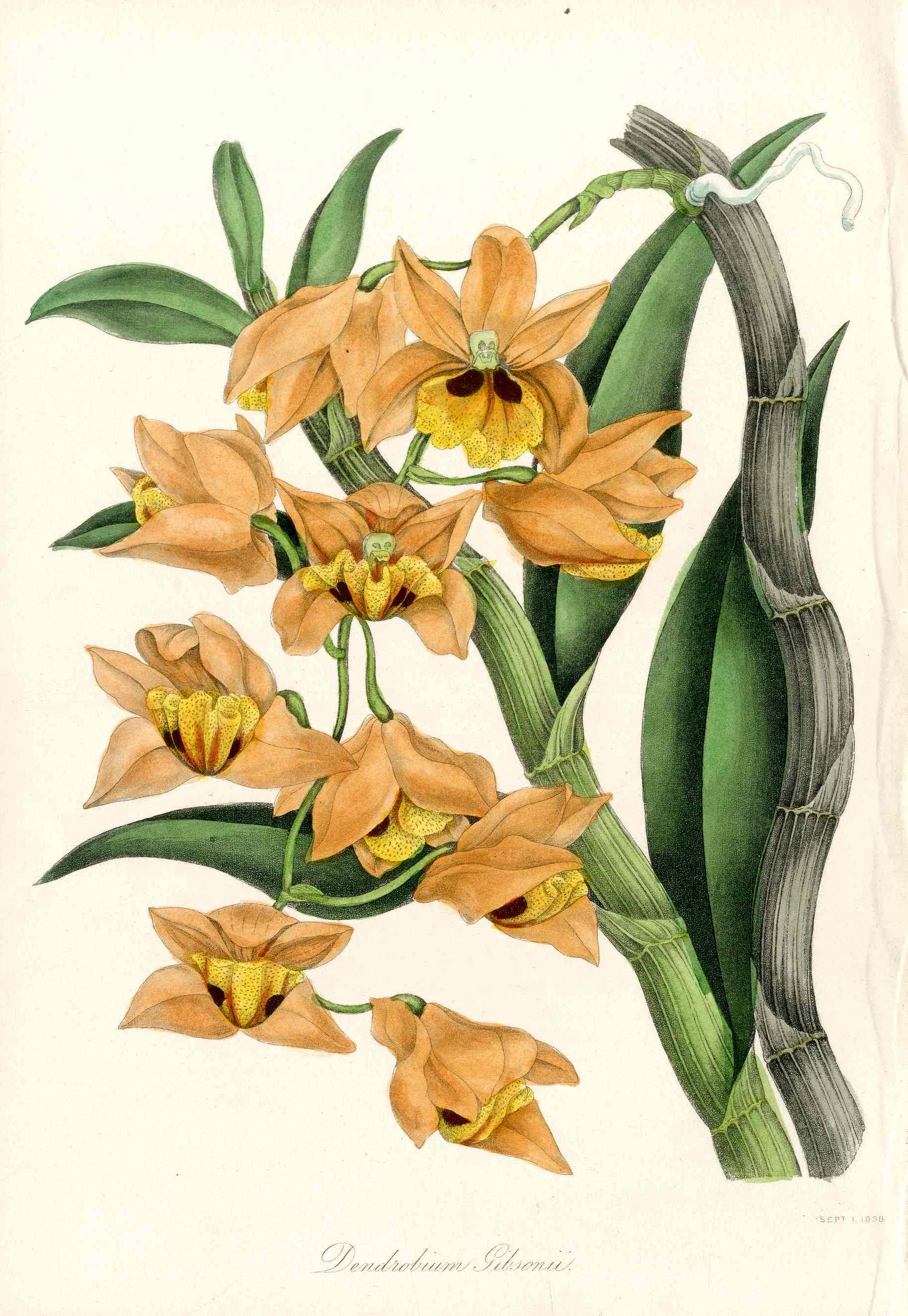 Joseph Paxton Antique Botanical Print 1834 Gibson's Dendrobium