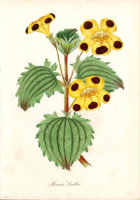Joseph Paxton Antique Botanical Print 1834 Yellow Monkey Flower