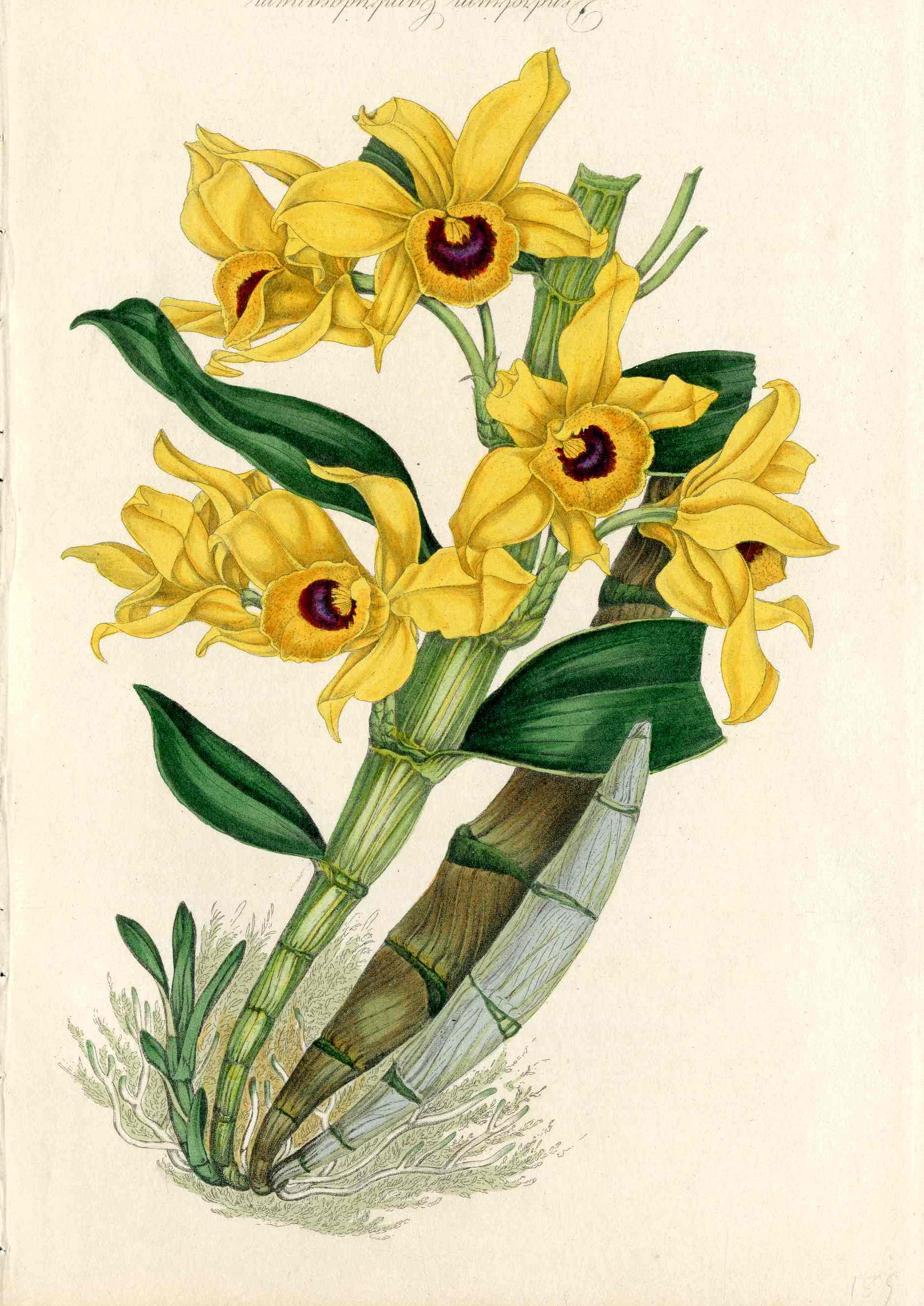 Joseph Paxton Antique Botanical Print 1834 Golden Bow Orchid