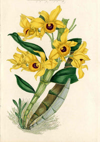 Joseph Paxton Antique Botanical Print 1834 Golden Bow Orchid