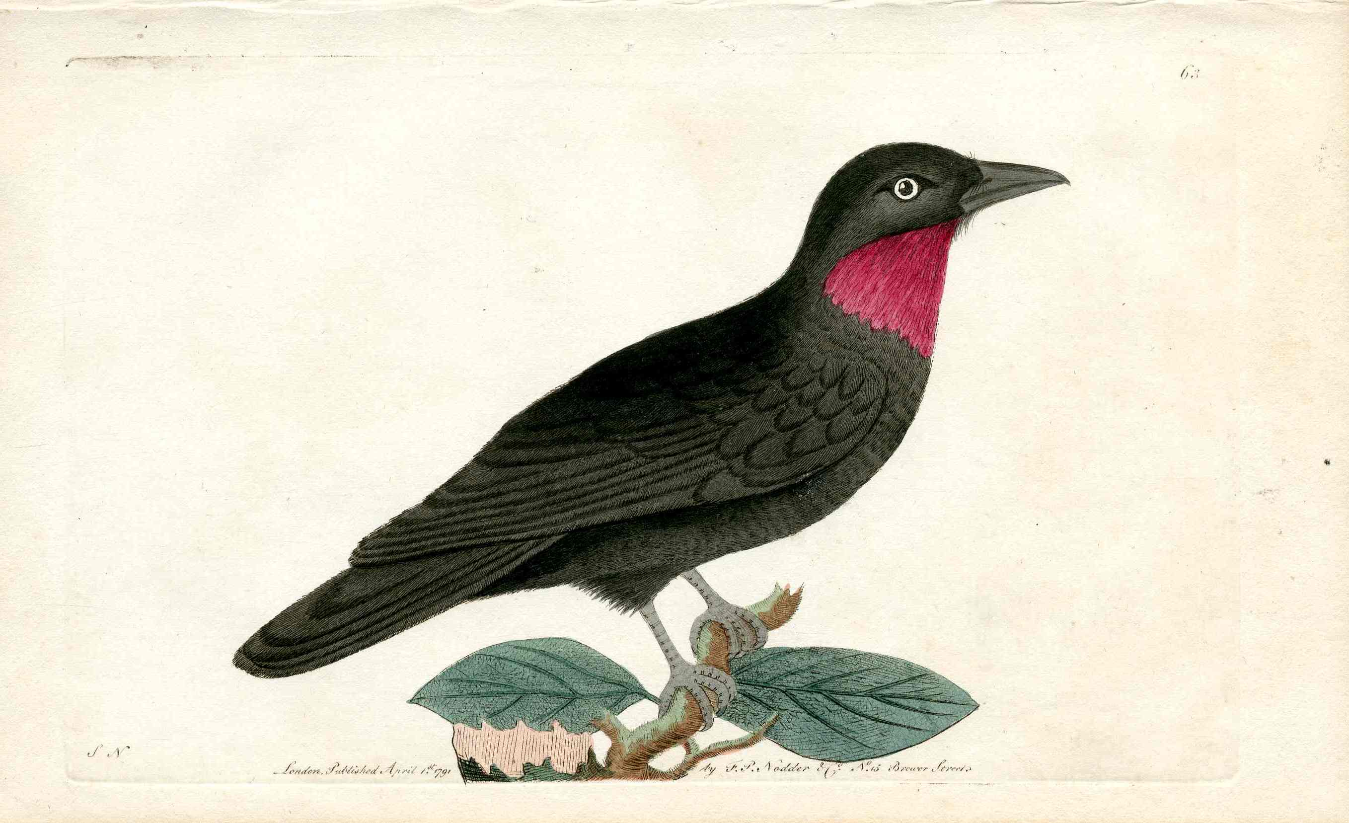 Shaw & Nodder Bird Print 1795 Purple Throated Fly Catcher