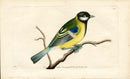 Shaw & Nodder Bird Print 1795 Great Titmouse - Panteek Antique Prints