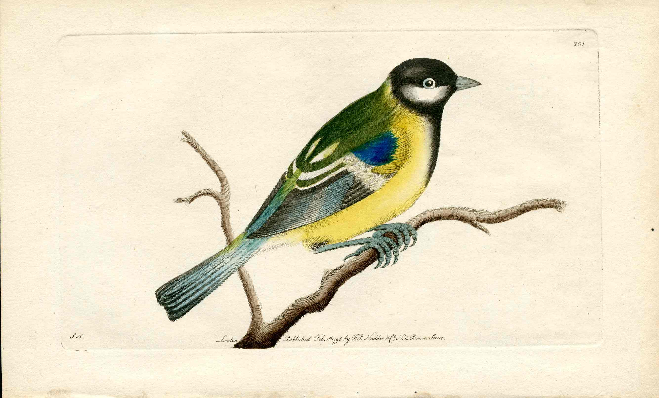 Shaw & Nodder Bird Print 1795 Great Titmouse