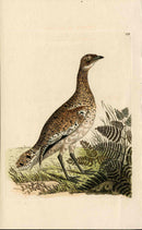 Shaw & Nodder Bird Print 1795 Little Bustard