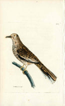 Shaw & Nodder Bird Print 1795 Brown Shrike