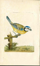 Shaw & Nodder Bird Print 1795 Blue Titmouse - Panteek Antique Prints