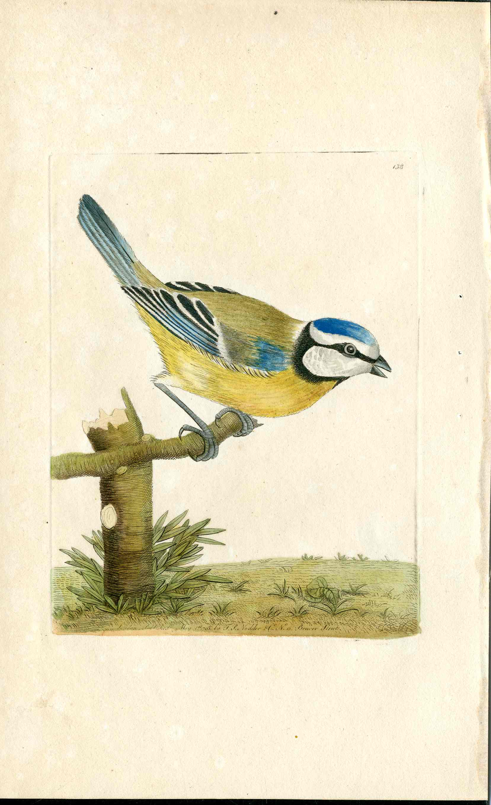 Shaw & Nodder Bird Print 1795 Blue Titmouse