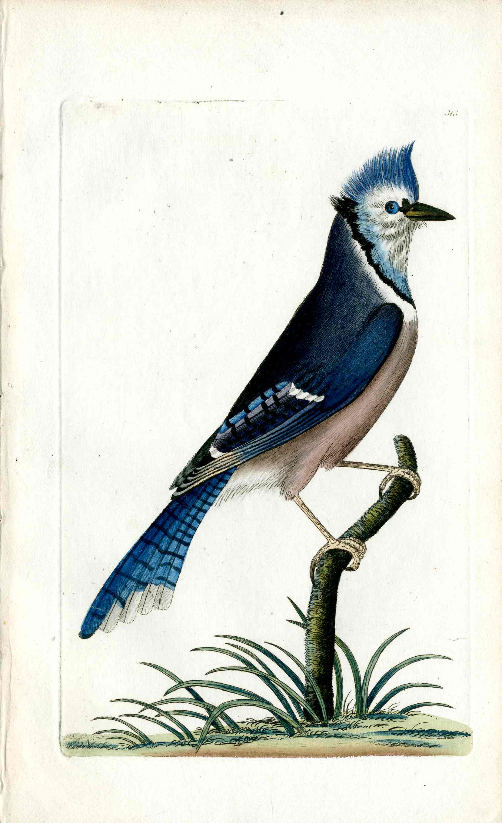 Shaw & Nodder Bird Print 1795 Blue Jay