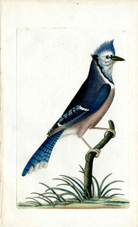 Shaw & Nodder Bird Print 1795 Blue Jay - Panteek Antique Prints