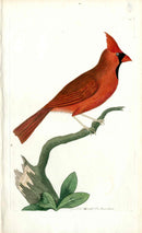 Shaw & Nodder Bird Print 1795 Red Cardinal Grosbeak