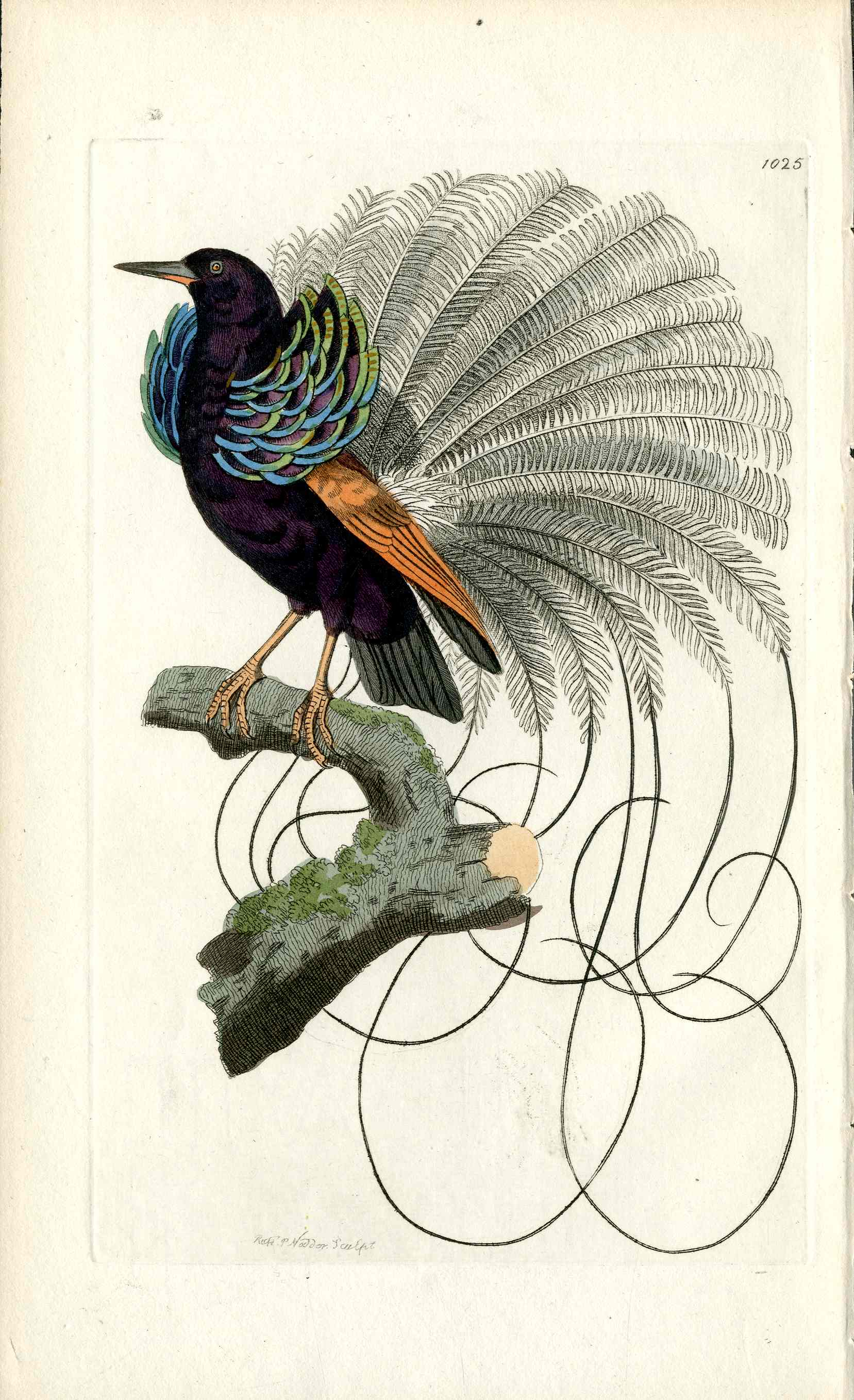 Shaw & Nodder Bird Print 1795 Vaillantian Bird Paradise