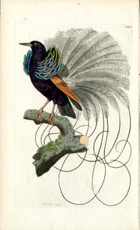 Shaw & Nodder Bird Print 1795 Vaillantian Bird Paradise