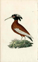Shaw & Nodder Bird Print 1795 Crested Ibis - Panteek Antique Prints
