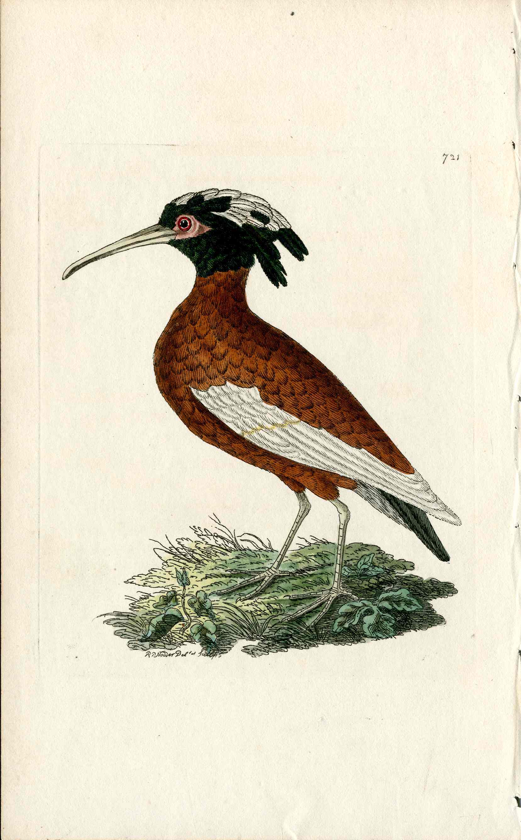 Shaw & Nodder Bird Print 1795 Crested Ibis
