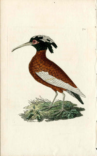 Shaw & Nodder Bird Print 1795 Crested Ibis - Panteek Antique Prints
