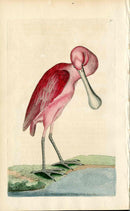 Shaw & Nodder Bird Print 1795 Rose Colored Spoon Bill