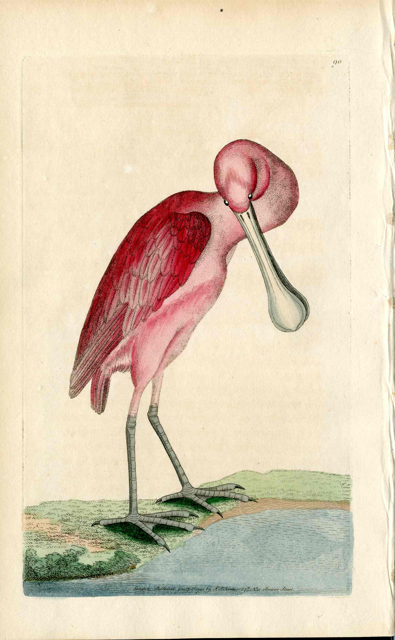 Shaw & Nodder Bird Print 1795 Rose Colored Spoon Bill