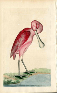 Shaw & Nodder Bird Print 1795 Rose Colored Spoon Bill