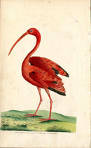 Shaw & Nodder Bird TOP Print 1795 Scarlet Ibis