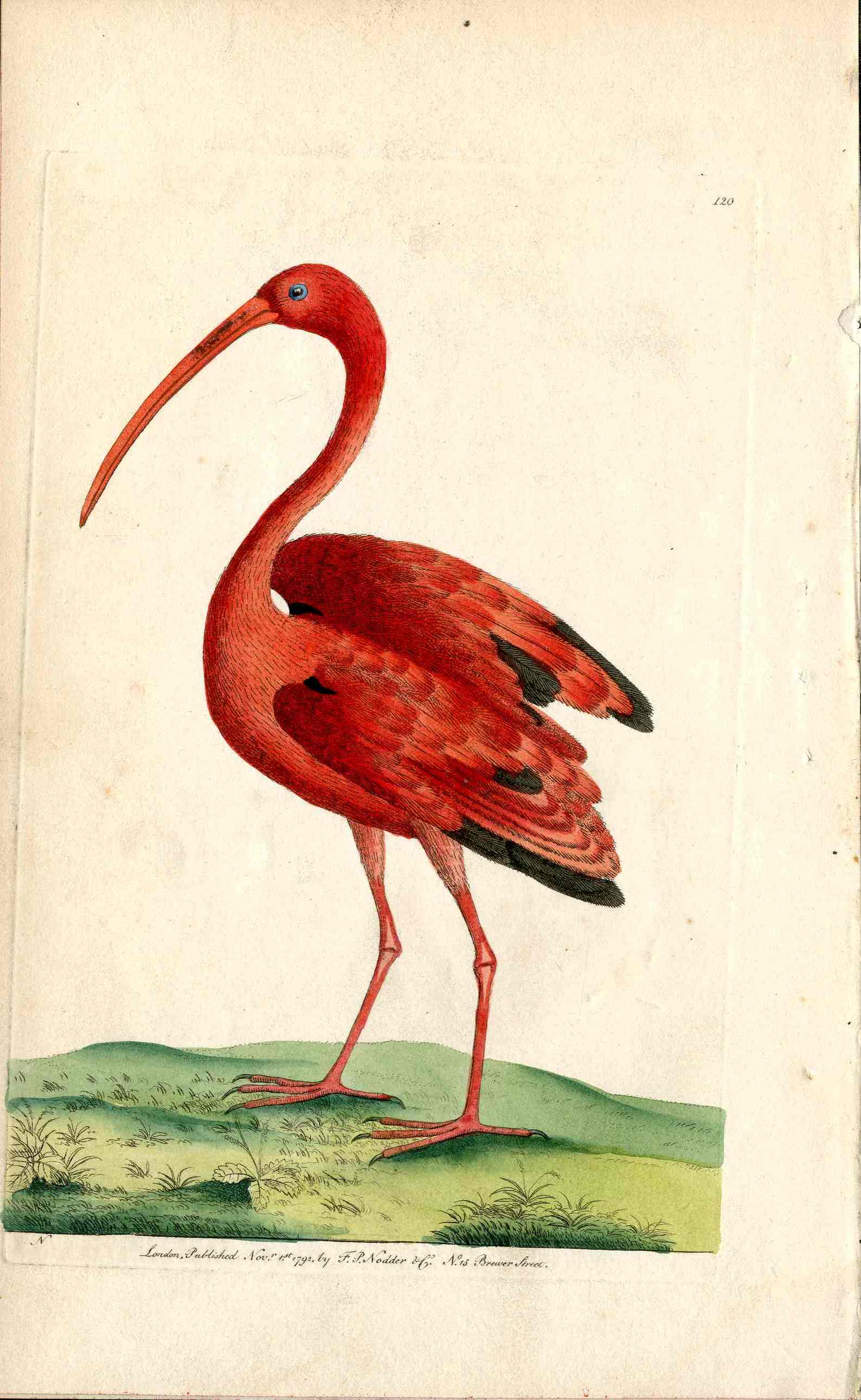 Shaw & Nodder Bird TOP Print 1795 Scarlet Ibis