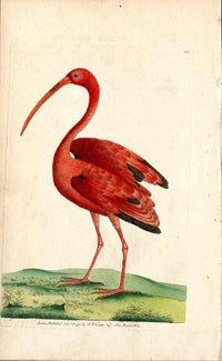 Shaw & Nodder Bird TOP Print 1795 Scarlet Ibis