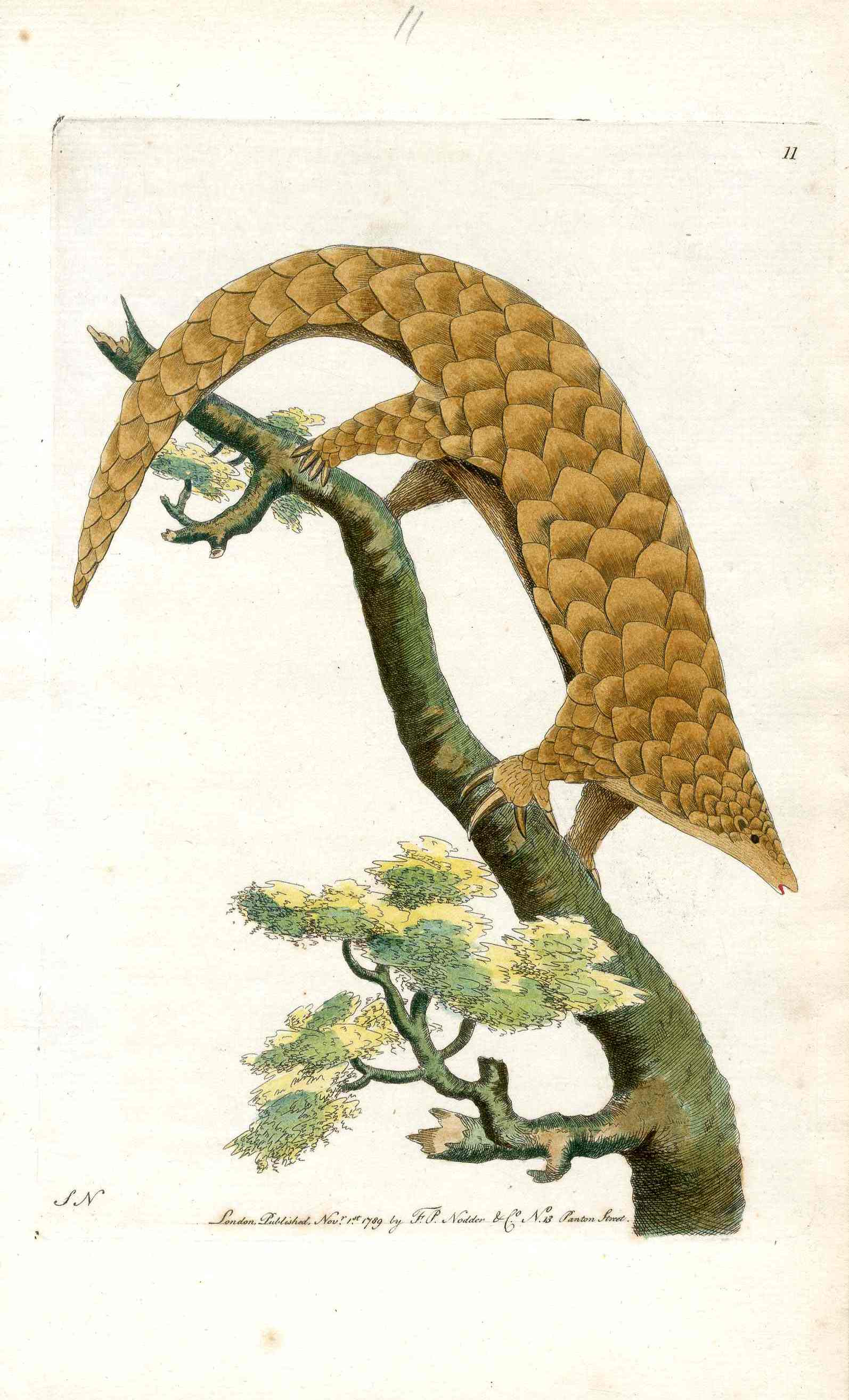 Shaw & Nodder Naturalists Miscellany Engraving Five-Toed Manis