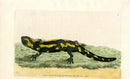 Shaw & Nodder Naturalists Miscellany Engraving Salamander - Panteek Antique Prints