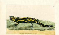 Shaw & Nodder Naturalists Miscellany Engraving Salamander - Panteek Antique Prints