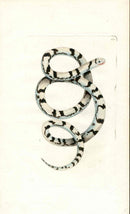 Shaw & Nodder Naturalists Miscellany Engraving Magpie Snake - Panteek Antique Prints
