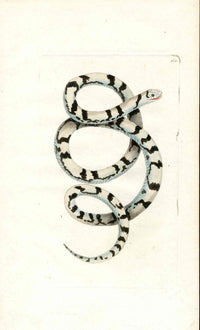 Shaw & Nodder Naturalists Miscellany Engraving Magpie Snake - Panteek Antique Prints