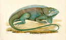 Shaw & Nodder Naturalists Miscellany Great American Iguana - Panteek Antique Prints