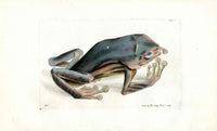Shaw & Nodder Naturalists Miscellany Engraving Blue & Yellow Frog - Panteek Antique Prints