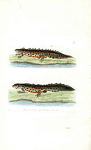 Shaw & Nodder Naturalists Miscellany Engraving Water Newt - Panteek Antique Prints