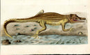 Shaw & Nodder Naturalists Miscellany Engraving Nile Crocodile - Panteek Antique Prints