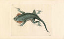 Shaw & Nodder Naturalists Miscellany Engraving Lobe-Cheeked Lizard - Panteek Antique Prints