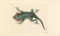 Shaw & Nodder Naturalists Miscellany Engraving Lobe-Cheeked Lizard - Panteek Antique Prints
