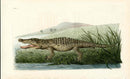 Shaw & Nodder Naturalists Miscellany Engraving St. Domingo Crocodile - Panteek Antique Prints