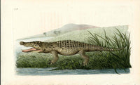 Shaw & Nodder Naturalists Miscellany Engraving St. Domingo Crocodile - Panteek Antique Prints